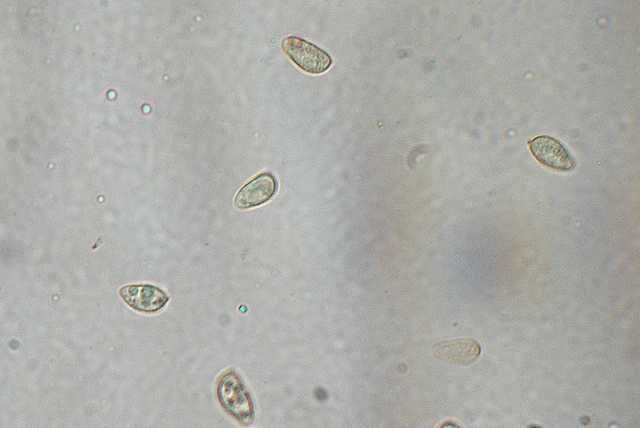 Galerina spec. Cod.DSCN 9065